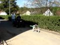 American Bulldog Blake beim Weight Pull training American Bulldog Blake beim Weight Pull training