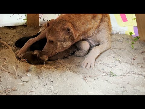 Sinirli ve Hasta Anne Köpeğin Yavrusunu Boğulmaktan Kurtardık
