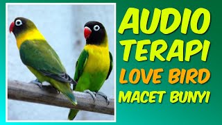 Audio Terapi Untuk Pulihkan Mental Love Bird ❗️🔥