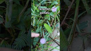 Si Pemalu Yang Ada Dimana Mana Putri Malu