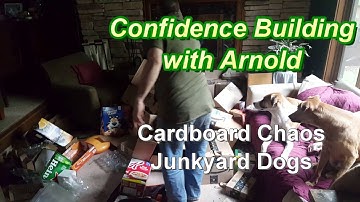 Confidence Building w Arnold - Cardboard Chaos - Junkyard Dogs