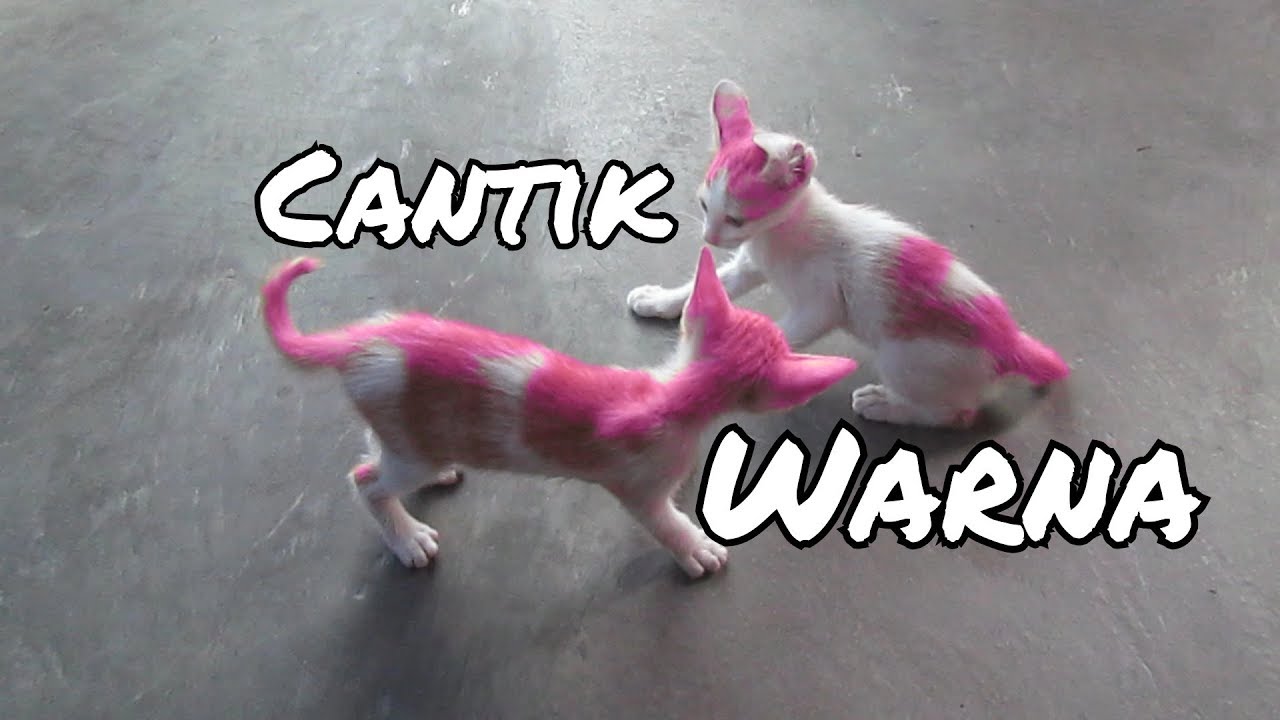 Kucing Kampung Warna Pink Aneh Youtube