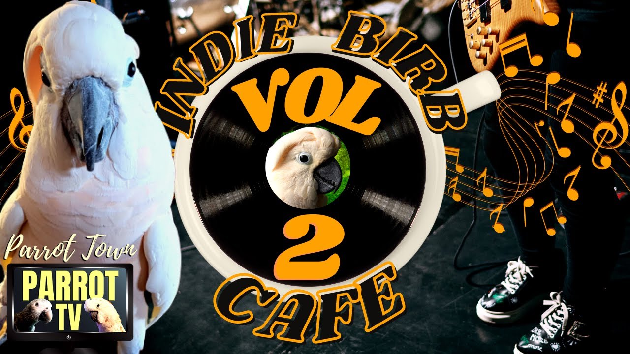 Indie Birb Cafe Vol 2 Indie Alternative Music for Birds  Parrot Music TV for Your Bird Room