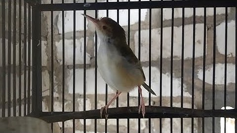 GACOR||PRENJAK LUMUT/PRENJAK BAWAH