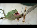 SMALL CUTE DRAGONS will make sure that YOU  39 LL LAUGH – The FUNNIEST LIZARD VIDEOS