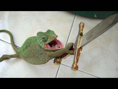 small-cute-dragons-will-make-sure-that-you'll-laugh---the-funniest-lizard-videos