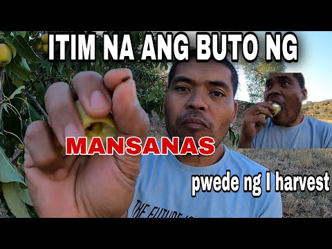 Video: Kailan Pumili Ng Mga Mansanas Para Sa Pag-iimbak