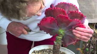 How To Behead And Propagate Ruffled Echeverias