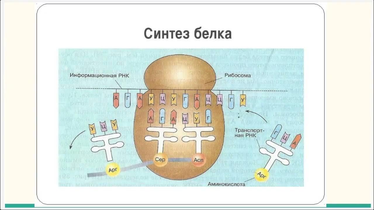 Синтез белка на рибосомах. Белки синтезируются на рибосомах мем. Сборка белка на рибосоме. Трансляция этапы синтеза белка. Синтез вирусных белков осуществляется.