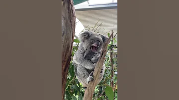 Коала с детенышем