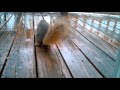 Squirrel Cam - The Peanut Vendor performed by Louis Armstrong