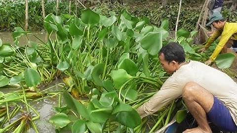 Bao lưới kéo lục bình . Dỡ chà cá ở đây cá , Cá nhiều xút không nổi luôn