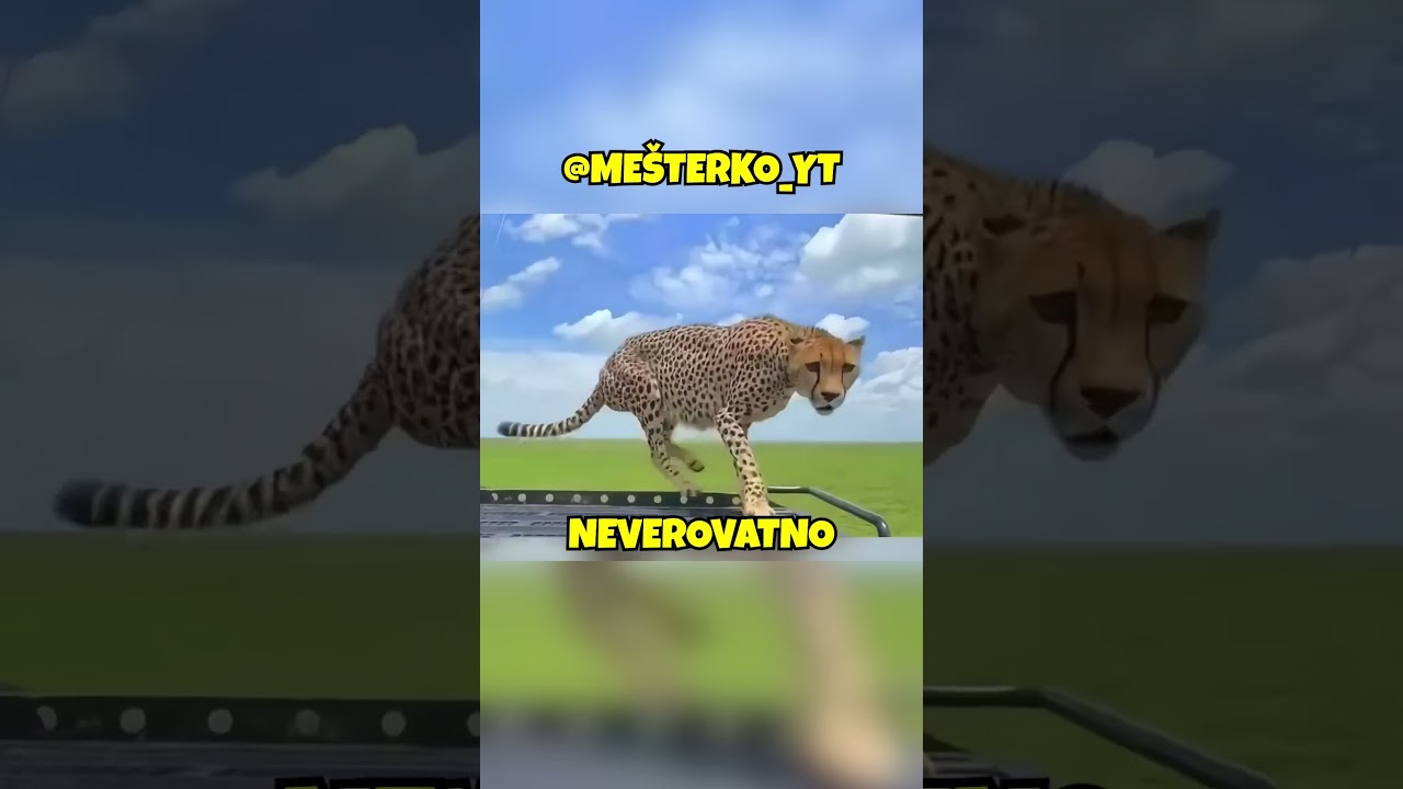 OVAJ FOTOGRAF JE POMOGAO GEPARDU! #mesterko #recomended #viral #fyp