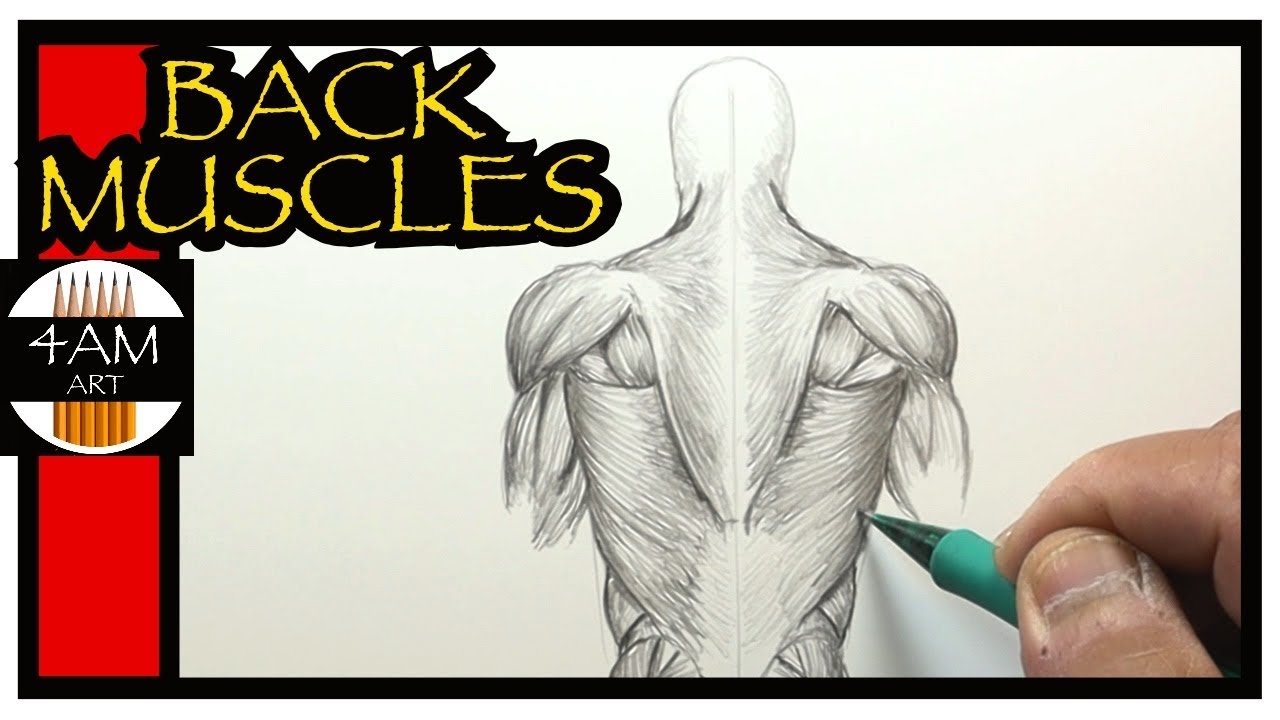 Back muscles study by GuillermoRamirez on DeviantArt  Concept art gallery  Art reference Drawings