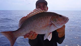 MONSTER Mangrove Snappers Chased By Aggressive Sharks On Underwater Sailboat Wreck!