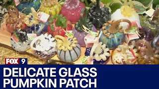 MN Landscape Arboretum's delicate pumpkin patch