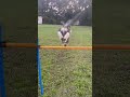 She’s getting so good!!!! ❤️ #equines #horse #dog