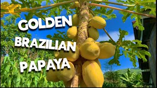 GOLDEN BRAZILIAN PAPAYA | PEPAYA BRAZIL