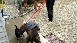 Benny Doing Great, first greeting with Thunder Shirt.AVI