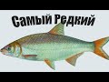 Самая редкая рыба из Карповых чем полезна и где поймать 