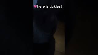 ❤️tickles❤️