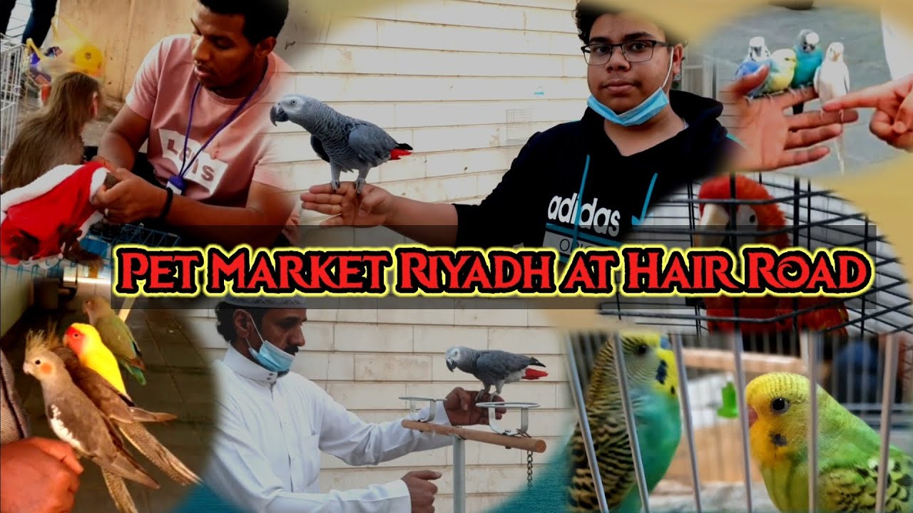 Pet Market Riyadh at Hair Road Pet market Riyadh Hair Road YouTube