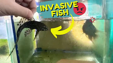 Pleco Fish Algae Cleanup | What Happens to Aquarium When Put Suckerfish