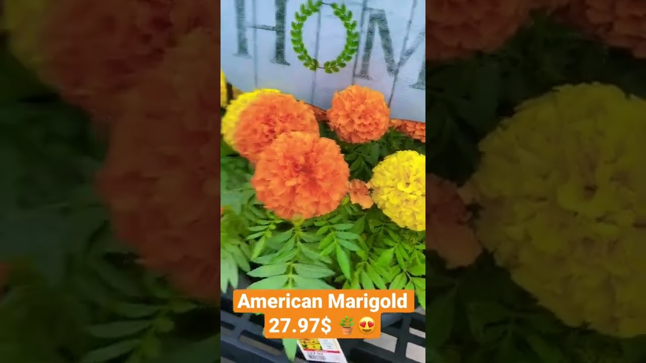 American Marigold / Spring Shopping / Redy to gardening 🪴🌱🌿🍀🌾