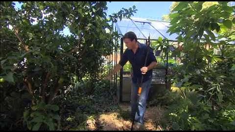 The Garden Gurus - Citrus Pruning