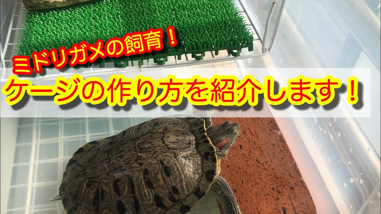 ミドリガメの飼育 大型ミドリガメのケージの作り方を紹介します Youtube