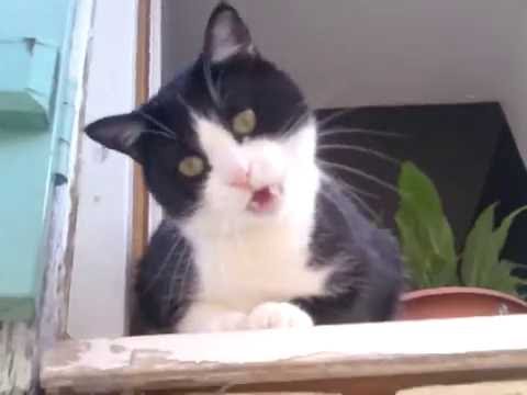 chat qui miaule - YouTube