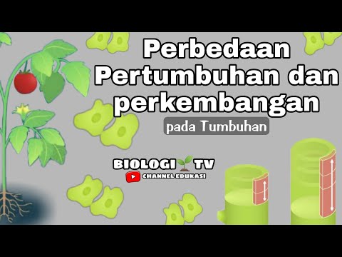 Video: Apakah jenis keterlihatan objek kelas?