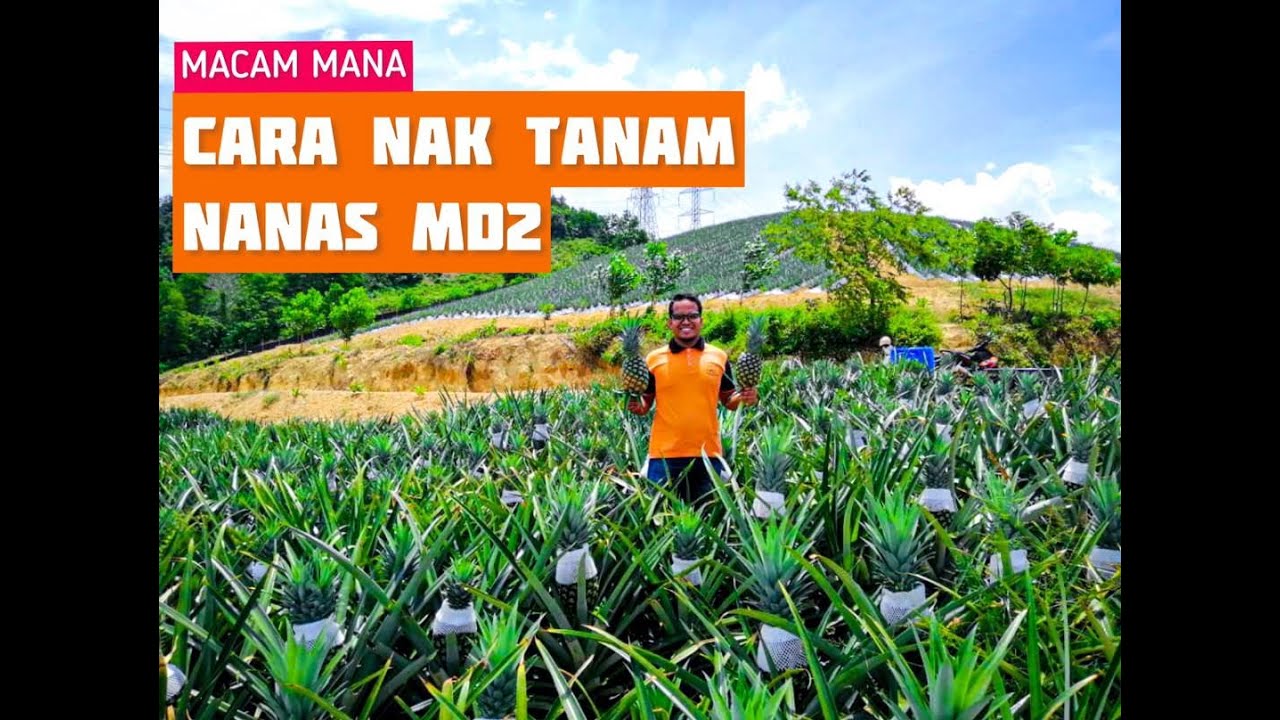 Macam Mana | Cara Celup Racun Sebelum Tanam Nanas MD2