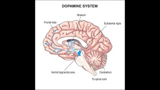 Fisiologia de la dopamina y las vias dopaminergicas