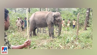 ബത്തേരിയിലെ കൊലയാളി കാട്ടാനയെ മയക്കുവെടിവച്ച് പിടികൂടി​ ​| PM2 1 Elephant