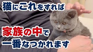 【猫がなつかれたい人必見】猫に家族の中で一番なつかれるためにするべきことをご紹介