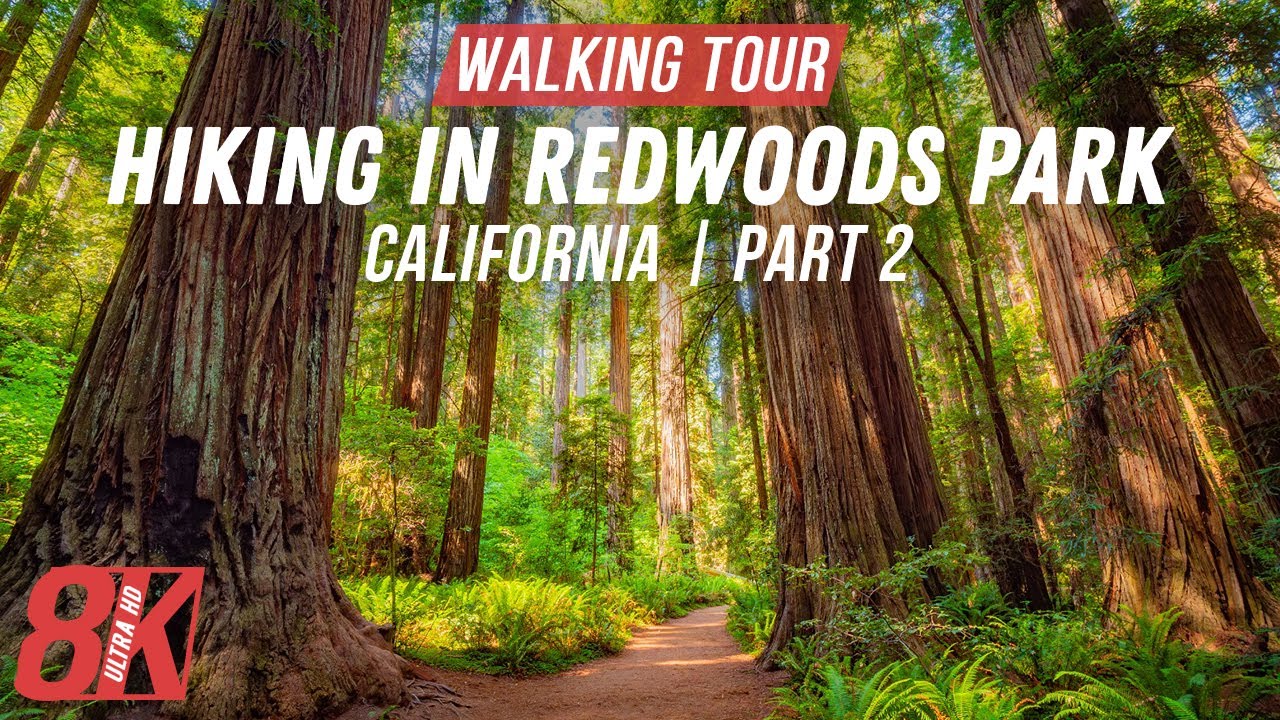 A Walk in Redwoods Park for Treadmill Workout - 8K HDR Leiffer & Ellsworth Trail, California -Part 2