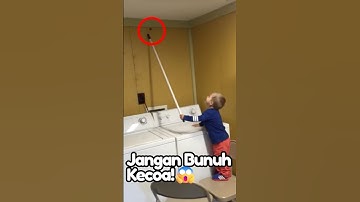 Mengapa Kecoak Tidak Boleh Dibunuh? Fakta Mengejutkan!