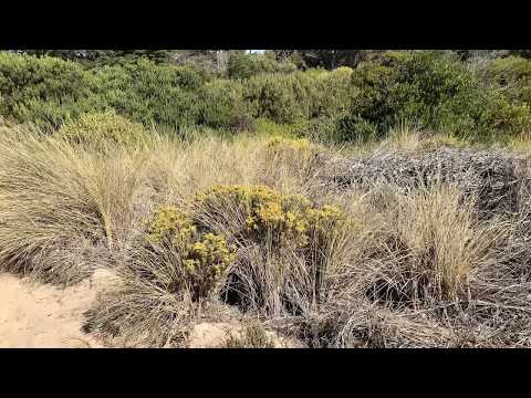 Invasive Species: European Beachgrass