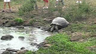 Giant tortoise walking into the water part 1.AVI