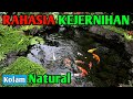 RAHASIA KOLAM KOI JERNIH DAN TIDAK HIJAU|NATURAL KOI POND#KOLAMIKANKOI#IKANKOI#KOLAMNATURAL#IKANKOI#