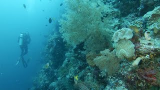 Marinebio Expedition Banda Sea Black-Banded Sea Kraits Sea Snakes