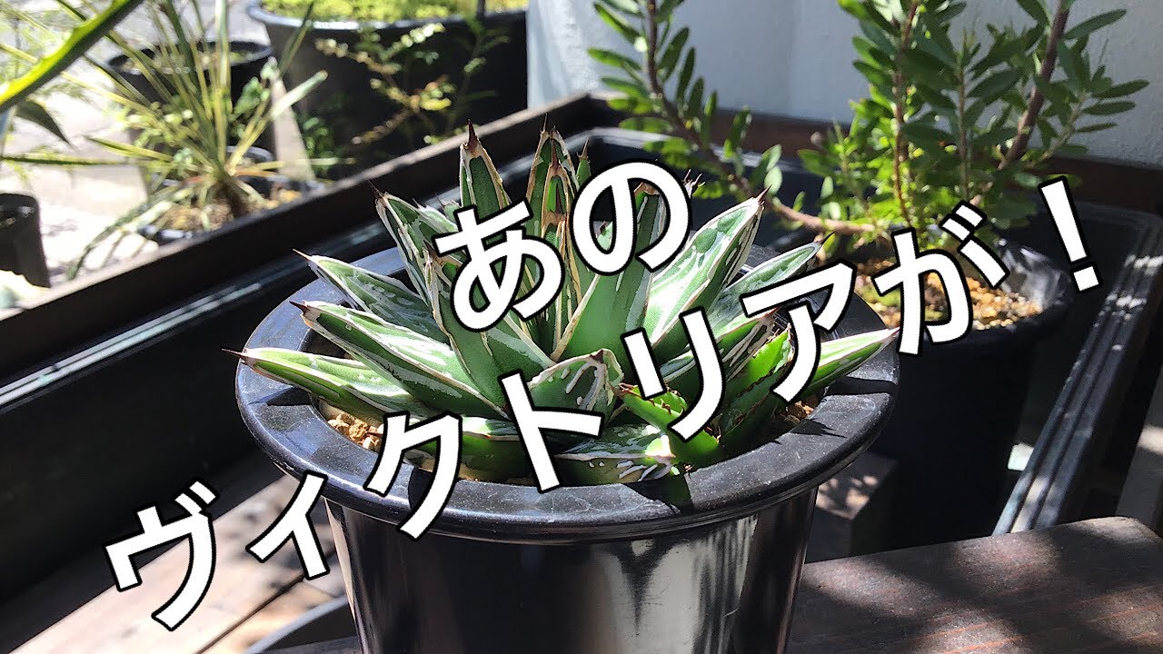 素敵な植物‼️アガベ チタノタ 氷山33