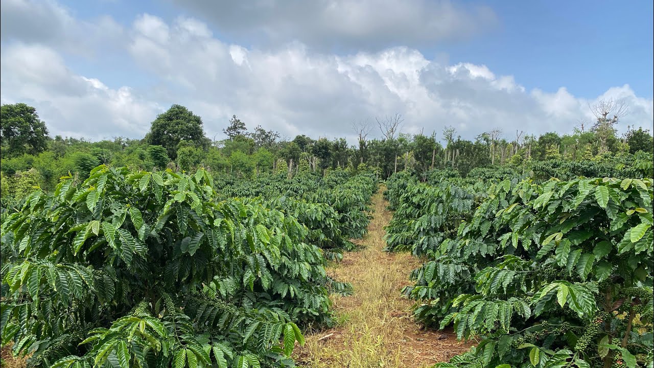 (đã bán)Đất sao bằng đẹp vậy.dt:3,5 ha sổ sách đầy đủ có ao riêng chân bám suối.lh:0964175347