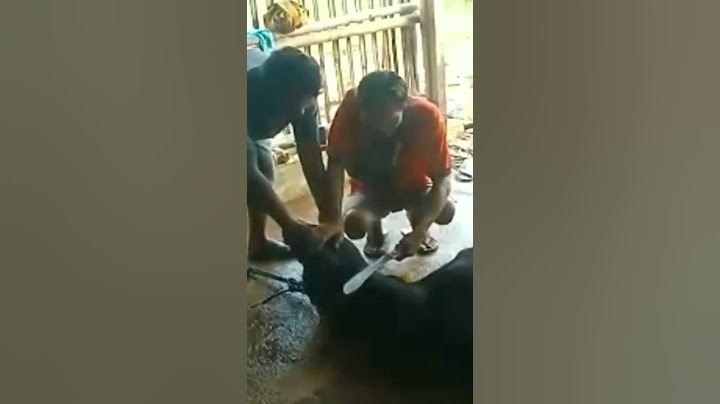 Jangan Ditiru Adab Sembelih Sapi Qurban Idul Adha #shorts #sapi #qurban
