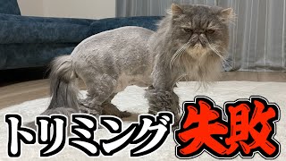 【サマーカット】想像とは違う仕上がりに戸惑いを隠せないもじゃ猫がこちらww