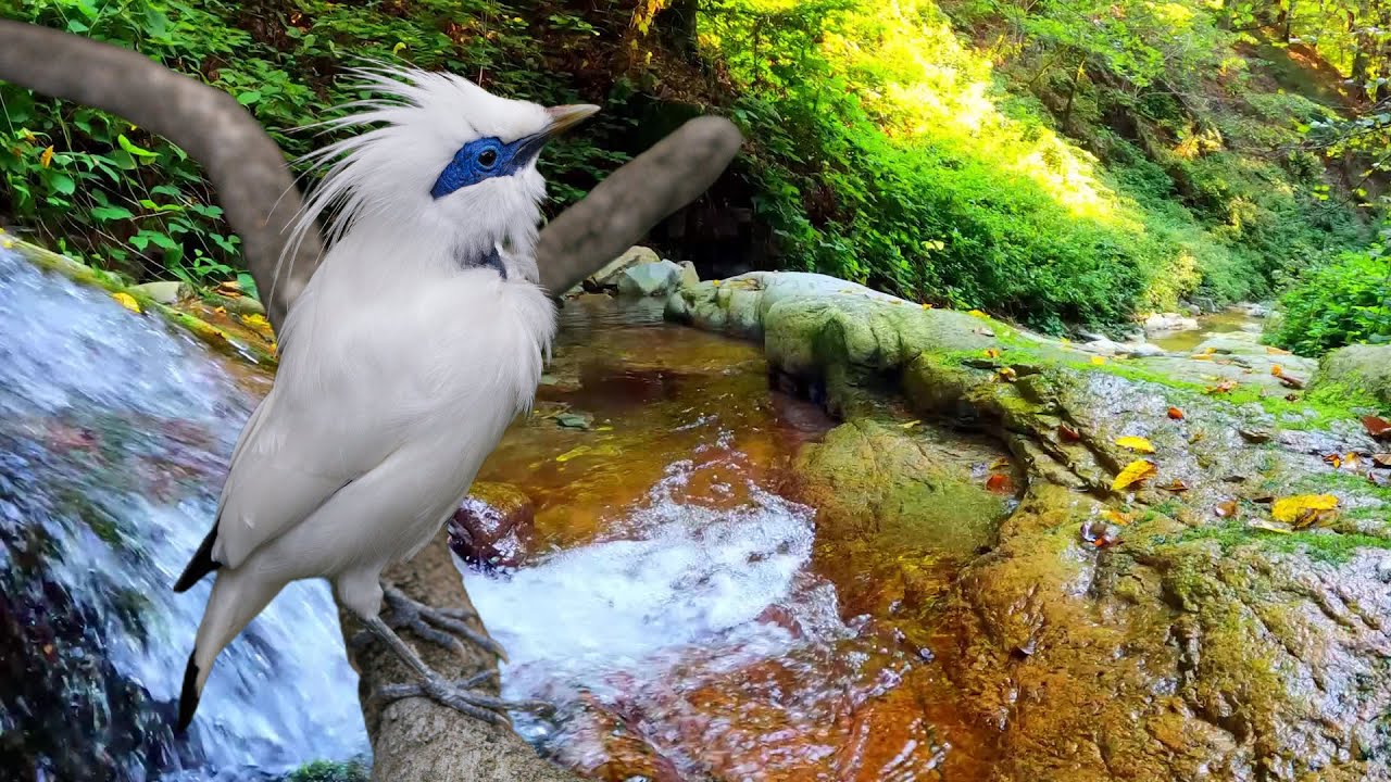 Forest Birdsong Sounds || Nature Sounds of a Forest River for Relaxing ...