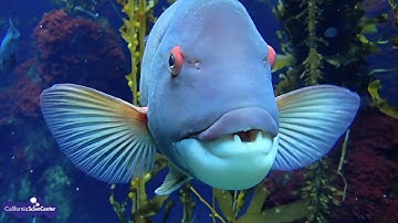 Marine Animals and Their Senses: Touch!