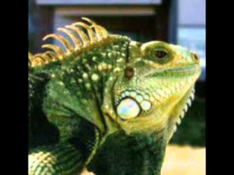 la iguana de virgilio binomio de oro.wmv