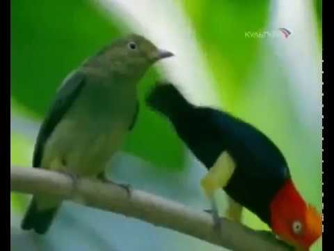 ჩიტი   „ჯექსონი“